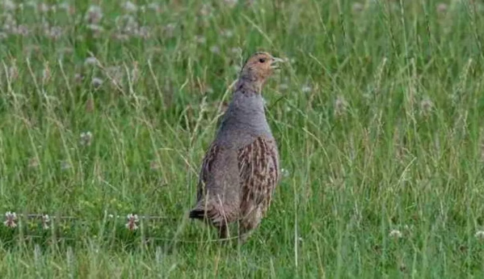 trčka skvržulja ili poljska jarebica
