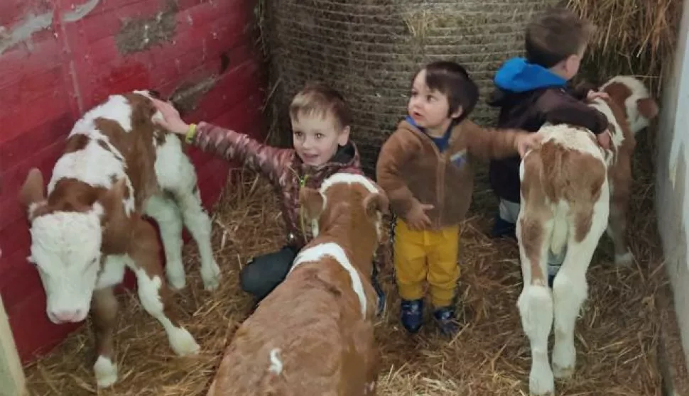 Krava Jasna otelila je trojke, a mali Uglješići uživaju igrajući se s njima