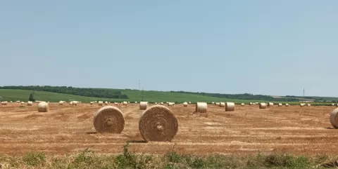 žetva pšenice, žetva