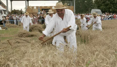 OSIJEK, 13. 07. 2008, PETRIJEVCI, PETRIJEVAČKE ŽETVENE SVEČANOSTI, PRIKAZ NARODNIH OBIČAJA...snimio GOJKO MITIĆ