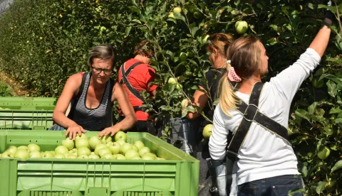 slavonija...jarmina...18.09.2018.vocnjak borinci; berba jabukafoto Gordan Panić