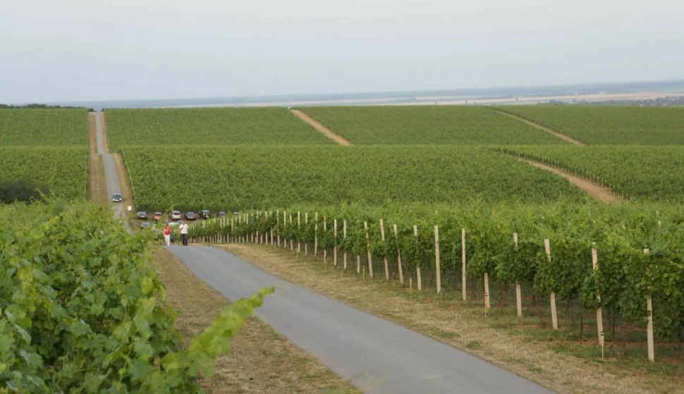 Baranjsko vinogorje