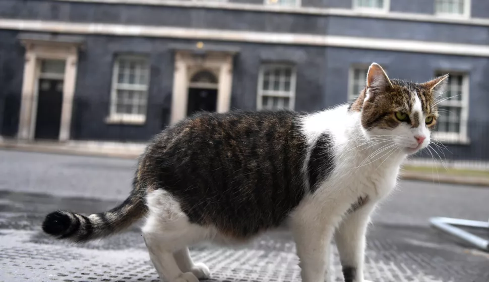 epa08477275 Larry the cat who lives at 10 Downing Street ahead of Prime Ministers Questions at Parliament in London, Britain, 10 June 2020. Johnson is expected to announce the re-opening of business as part of his easing the lockdown due to the coronavirus pandemic. EPA/NEIL HALL