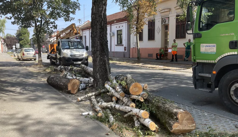 Osijek, 20. 08. 2024., Ulica Branka Radičevića, stablo, radovi na stablu, rušenje stabala, UNIKOMSNIMIO BRUNO JOBST