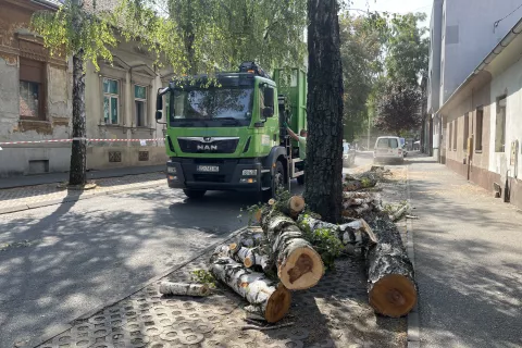 Osijek, 20. 08. 2024., Ulica Branka Radičevića, stablo, radovi na stablu, rušenje stabala, UNIKOMSNIMIO BRUNO JOBST