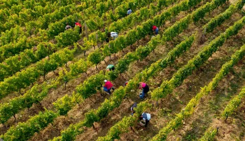 ILOK, ILOČKO VINOGORJE, BERBA GROŽĐA, KOLOVOZ 2024.