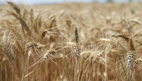 Pšenica žrtva poljoprivredaUstupljena OBŽ