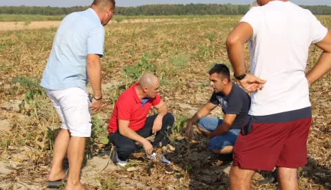 Visoke temperature spržile su repu, foto: Ministarstvo poljoprivrede