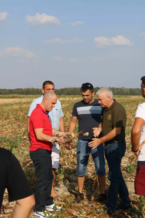 Šećernu repu suša je uništila,rujan 2024.foto: Ministarstvo poljoprivrede