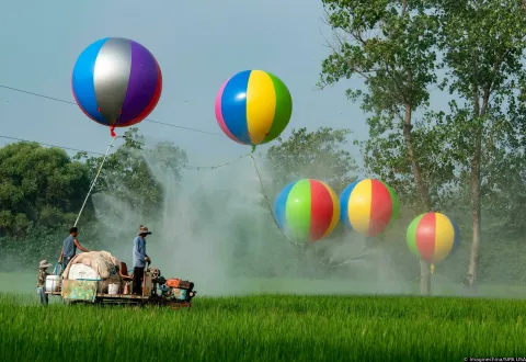 Workers use hydrogen balloons to spray plant growth regulator in the rice field in Suqian City, east China's Jiangsu Province, 18 August, 2024. (Photo by Imaginechina/Sipa USA) Photo: Imaginechina/SIPA USA