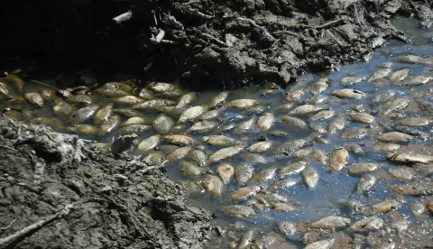 02.09.2024., Vocin - Netko je ispraznio jezero Lisicine kod Vocina zbog cega je uginula velika kolicina ribe. Poluraspadnuta riba siri nesnosan smrad. Danas su na teren izasli djelatnici Hravtskih voda te su sanirali ekocid na nacin da su ribu vadili bagerom i zakapali, Photo: Damir Spehar/PIXSELL