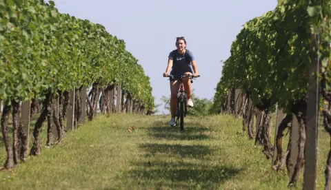 Erdut, 09. 09. 2023, X. Wine&Bike tour, utrka po vinogradima erdutskog vinogorja, dani otvorenih vrata podruma, izlobzbe i zabavni programsnimio GOJKO MITIĆ