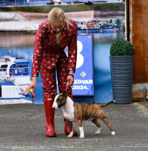 pas izložba Slavonia dog shows 24,