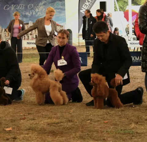 pas izložba Slavonia dog shows 24,