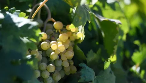 22.08.2022., Sibenik - Unatoc susi vinogradi u okolici Sibenika spremni su za prve berbe koje ce ove godine biti i nesto ranije. Photo: Hrvoje Jelavic/PIXSELL