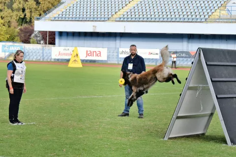 slavonija...Vinkovci...26.09.2024.stadion HNK Cibalia; FCI-IGP Svjetsko prvenstvo za radne pse;foto Gordan Panić