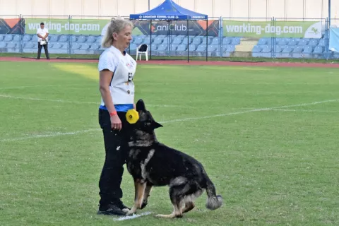 slavonija...Vinkovci...26.09.2024.stadion HNK Cibalia; FCI-IGP Svjetsko prvenstvo za radne pse;foto Gordan Panić