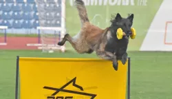 slavonija...Vinkovci...26.09.2024.stadion HNK Cibalia; FCI-IGP Svjetsko prvenstvo za radne pse;foto Gordan Panić