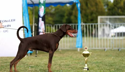 doberman IDC izložba