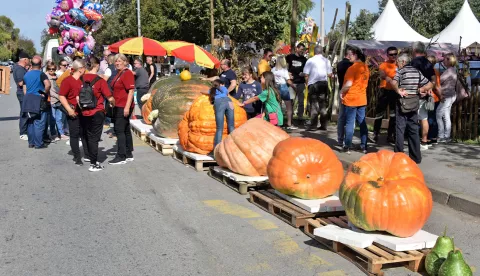 slavonija...tovarnik...07.10.2023.17. tovarnicki jesenski festival; bundevijada, grahijada, pekmezijada, najduza tikva...; foto Gordan Panić