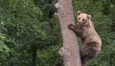 epa06881563 A brown bear is seen in a forest at the Bear Sanctuary Domazhyr near Western-Ukrainian city of Lviv, 11 July 2018. Bear Sanctuary Domazhyr help bears who were rescued from cruel captivity like baiting stations for hunting dogs, travelling zoos, circuses, hotels, restaurants and so on by providing a safe and natural home. The bear sanctuary can host up to 12 brown bears at the same time. EPA/MYKOLA TYS