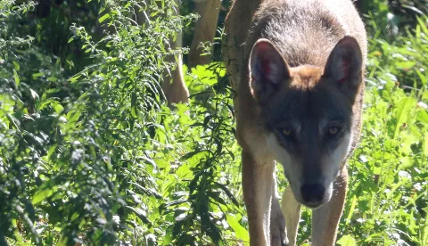 OSIJEK, 26. 08. 2020, ZOO VRT OSIJEK, MLADI VUKOVI, OBITELJ VUKOVA. REPORTAŽA. KORONA VIRUS, COVID-19. snimio GOJKO MITIĆ