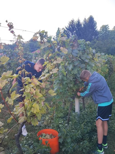 Berba graožđa u vinogradu srednje škole