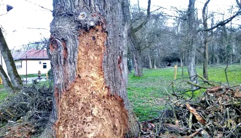 ĐAKOVONa mjestu Strossmayerova perivoja, odnosno Velikog parka, prije više stotina godina prostirala se hrastova šuma. Tri stoljeća kasnije na dijelu uz Dom zdravlja još živi svjedok vremena, hrast lužnjak, jedino preostalo stablo koje se spominje u Prvoj vojnoj izmjeri 1780. godine. Zub vremena učinio je svoje, no hrast i dalje širi grane i krošnjom koja seže četrdeset metara u visinu pruža hlad za ljetnih mjeseci. Kako bi mu očuvao načeto zdravlje, Grad Đakovo angažirao je tvrtku Arbofield, čiji su djelatnici u četvrtak počeli njegu i tretiranje 300-godišnjaka., ožujak 2023.