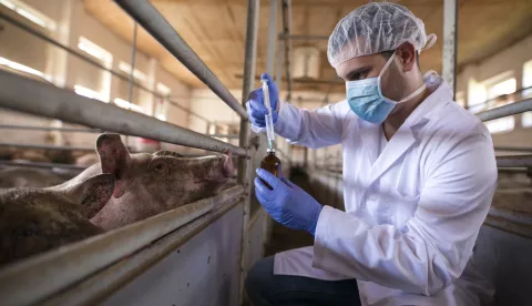 Professional veterinarian in white coat and mask holding syringe and medicine preparing for vaccination of pigs to prevent diseases. freepik svinje