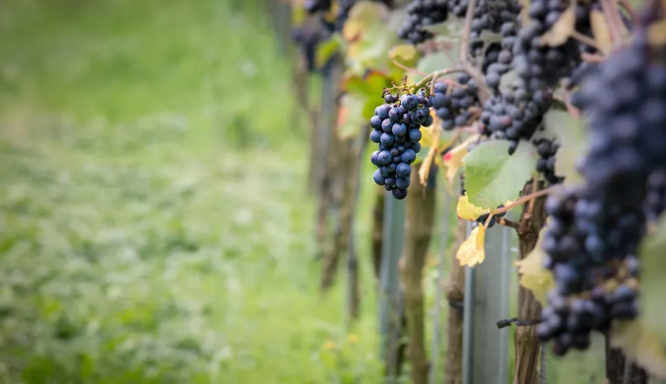 FERIČANCI - Sorta frankovka dominira u vinogorju Feričanci, arhva,snimila Snježana Fridl 