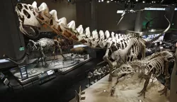 epa06979361 Skeletons stand in the room during a ribbon cutting ceremony for the new Paleo Lab in the Summer of the Dinosaur exibit inside the Perot Museum of Nature and Science in Dallas, Texas, USA, 28 August 2018. EPA/LARRY W. SMITH