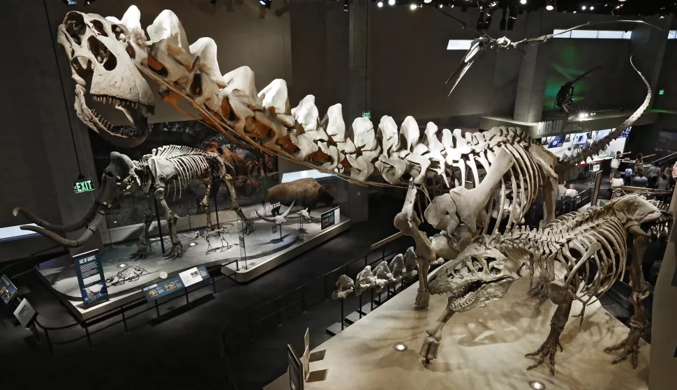 epa06979361 Skeletons stand in the room during a ribbon cutting ceremony for the new Paleo Lab in the Summer of the Dinosaur exibit inside the Perot Museum of Nature and Science in Dallas, Texas, USA, 28 August 2018. EPA/LARRY W. SMITH