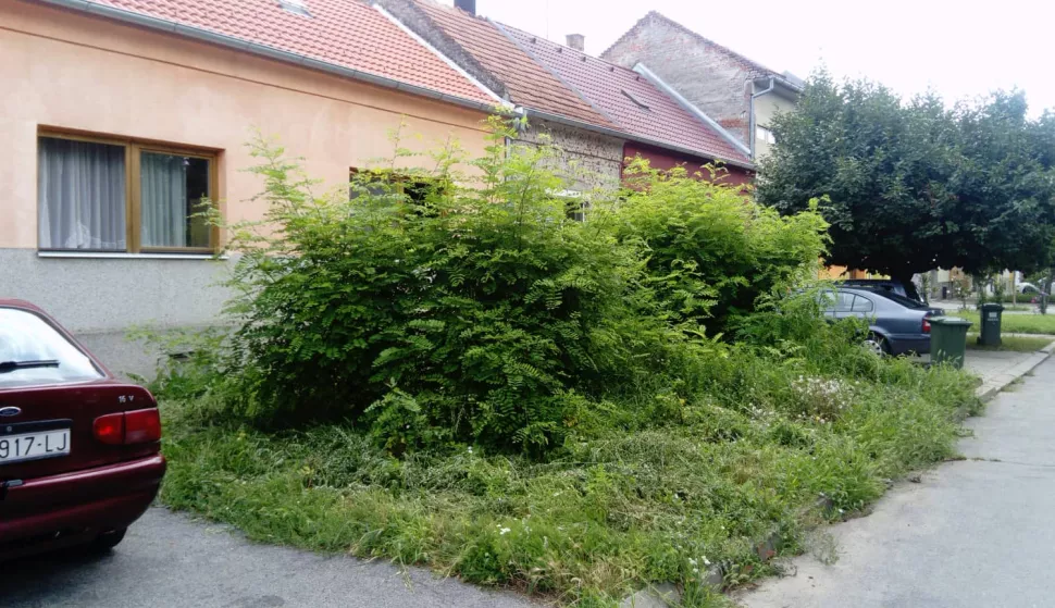 Kranjčevićeva ulica žbunje