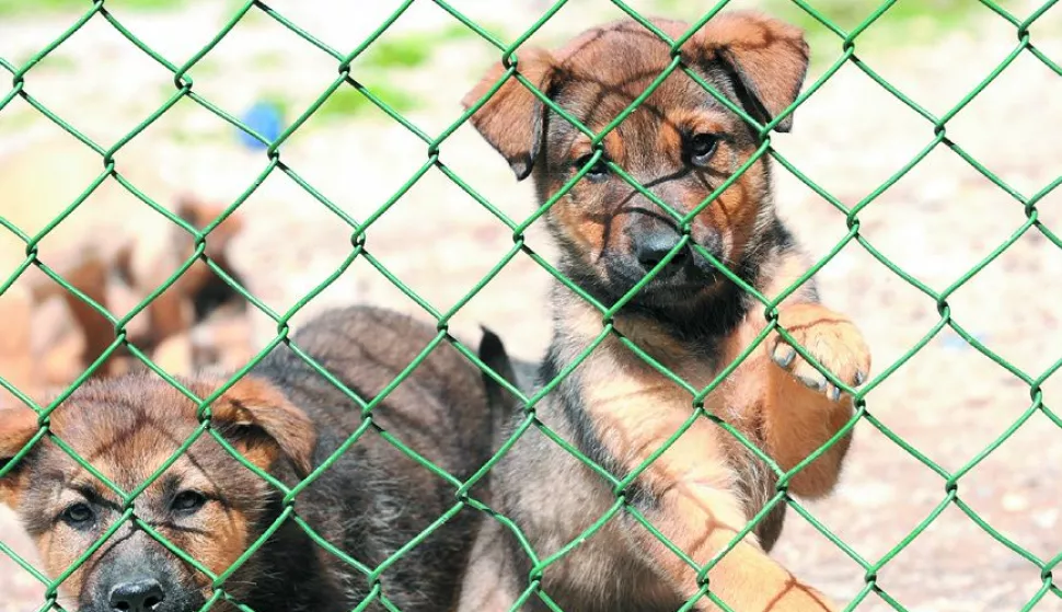 LIČ, 18.05.2012. VETERINARSKA STANICA RIJEKA, SKLONITE ZA IVOTINJE - AZIL, PSI
SNIMIO PETAR FABIJAN
------
agro 2 stupca kolor