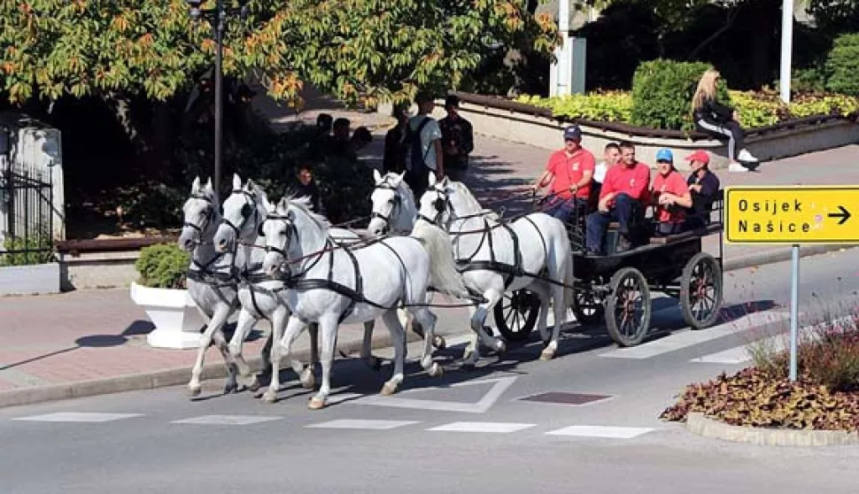 Đakovo, Novost u prezanju konja na đakovačkoj Ergeli je peteropreg i tandem, listopad 2018.