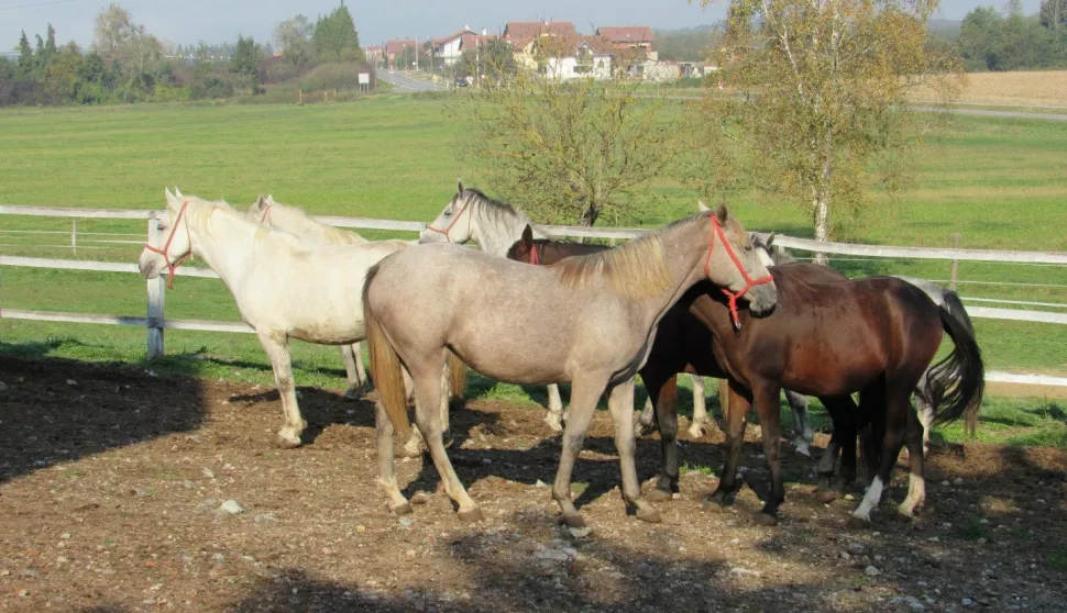 LIPIK
Lipicanci iz ergele Lipik, oteti u kolovozu 1991. i odvezeni u Srbiju, nakon 16 godina pregovora i peticije koju je organizirala udruga "Lijepa Na&scaron;a", a koju su potpisale na tisuće ljudi iz Hrvatske i svijeta, vraćeni su iz Srbije u noći s 12. na 13. listopada 2007. godine. Njih ukupno 66, izgladnjeli i upla&scaron;eni, napokon su se vratili u svoj dom. U povodu 11. godi&scaron;njice povratka lipicanaca, u Ergeli Lipik organizirana je prigodna svečanost, listopad 2018.