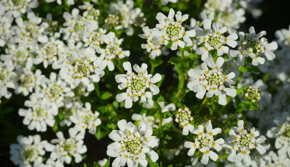 Snježak je jastučasta trajnica intenzivno bijelih cvjetova