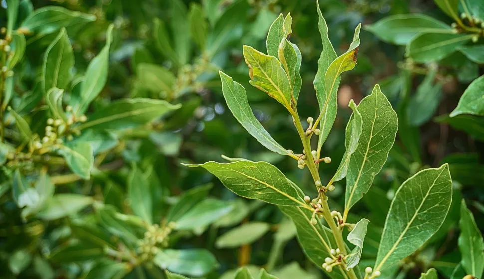 Suhi listovi rabe se kao začin, te za dobivanje eteričnog ulja