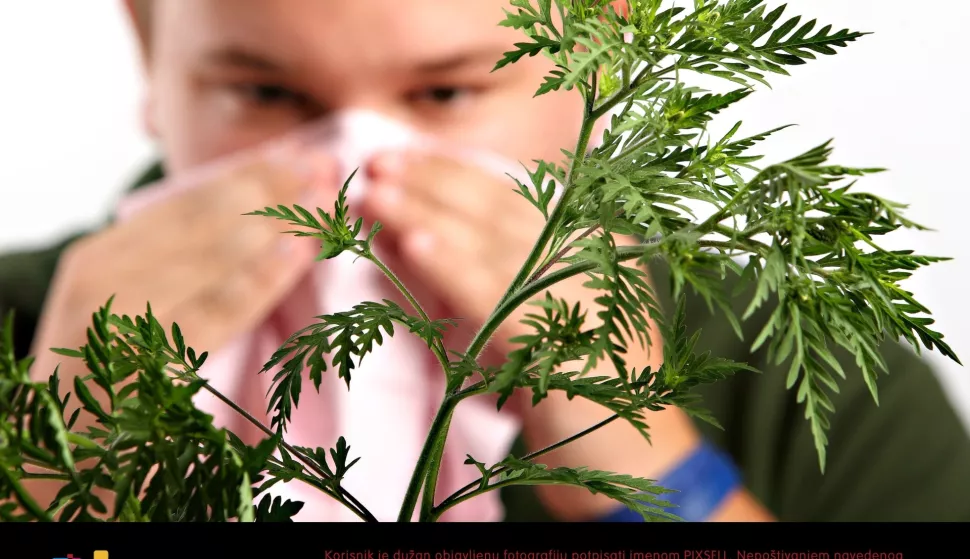 07.08.2012., Zagreb - Ilustracija - Ambrozija. Svake godine u kolovozu velik broj stanovnika kontinentalne Hrvatske pati zbog alergije na Ambroziju. Napadi alergije pocnu kada ambrozija ispusti prvu pelud u zrak sredinom ljeta, pa do prvog mraza koji ubije biljku.
Photo: Davor Puklavec/PIXSELL