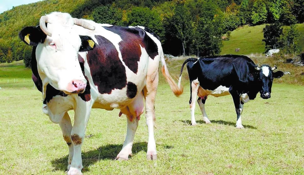 krave, begovo razdolje, M. Gracin..------..4 st boja prilozi