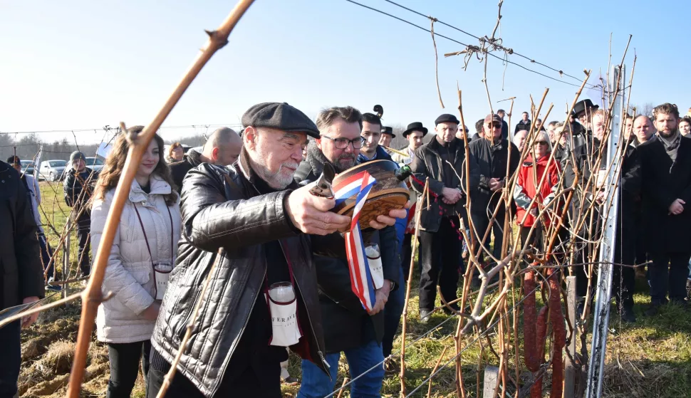 Feričanačko vince, Feričanci, siječanj 2020.
