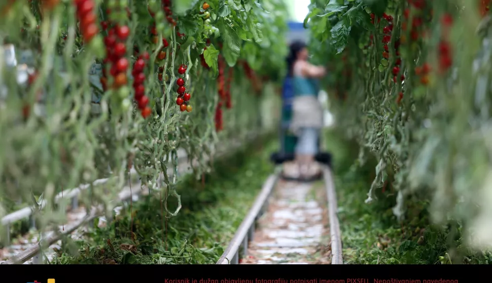 15.07.2013., Zagreb - Reportaza o Zarja Grupi koja je najveci regionalni proizvodjac koktel rajcica. Rajcice uzgajaju u staklenicima koji se nalaze u Kerestncu i zaposljavaju 70-tak ljudi.Photo: Slavko Midzor/PIXSELL
