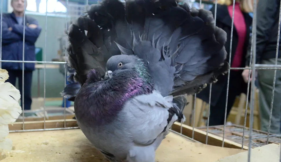 osijek, 2 veljače 2020, 10,30 sati, dom, pampas, izložba malih životinja,snimio zdenko pu&scaron;ić