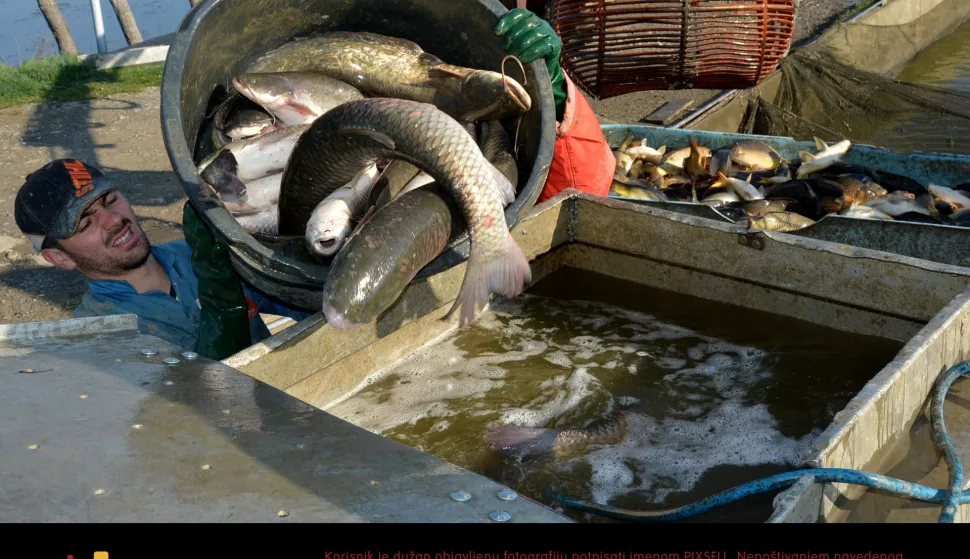 12.04.2017., Bjelovar, Ribnjaci Siscani - Izlov i sortiranje ribe za prodaju svakodnevni je posao radnika na ribnjacima Siscani. Trenutacno je rijec o saranu, amuru, tolstolobiku i somu. A uoci blagdana, poput Uskrsa povecana je potraznja i za slatkovodnom ribom. Photo: Damir Spehar/PIXSELL