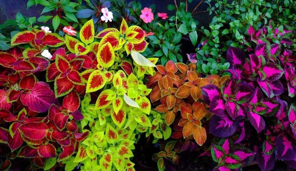 ukrasna kopriva coleus