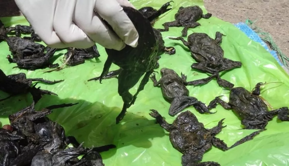 Otprilike 10.000 žaba pronađeno je mrtvih duž 30 kilometara dionice rijeke Coate koja se odvaja od jezera Titicaca. Nadamo se da će vodeni testovi i nekropsije baciti vi&scaron;e svjetla na uzrok, ali znanstvenici već prstom pridaju oneči&scaron;ćenje. Ljudska kanalizacija i otjecanje te&scaron;kih metala iz rudarenja su oba moguća faktora.