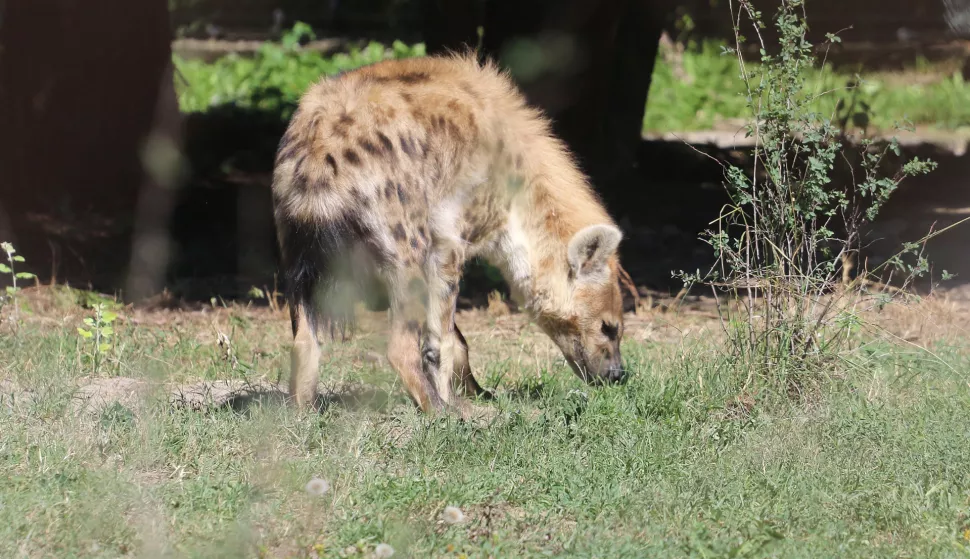 OSIJEK, 29. 07. 2020, ZOO VRT OSIJEK. ZOO LJETNA &Scaron;KOLA.snimio GOJKO MITIĆ