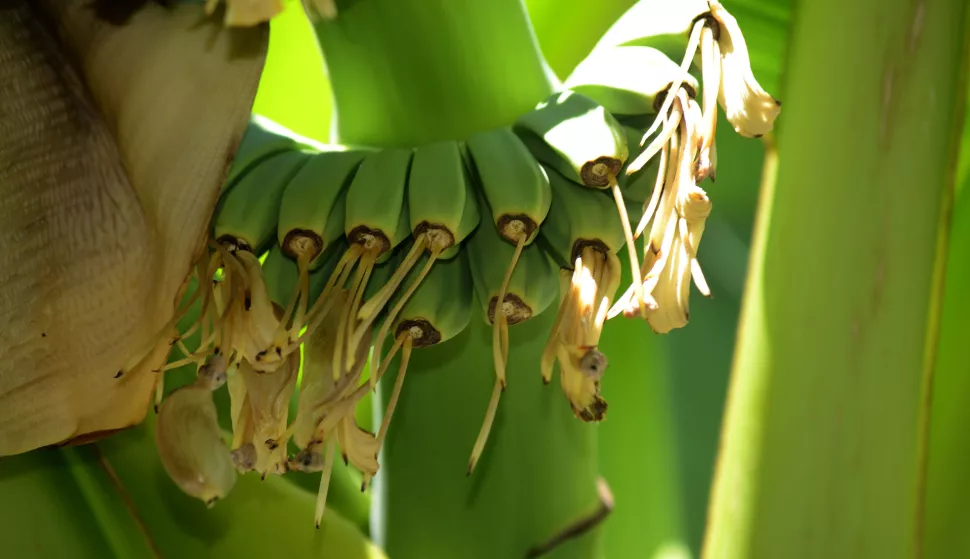 osijek, 15 kolovoza 2020, 11,00 sati, koronavirus, covid 19, petar tumbas, umirovljenik, &scaron;andora petefija 97, voće i povrće, banana, kivi, jabuke, kru&scaron;ke, paradajz, paprika, novinar dariji ku&scaron;trosnimio zdenko pu&scaron;ić