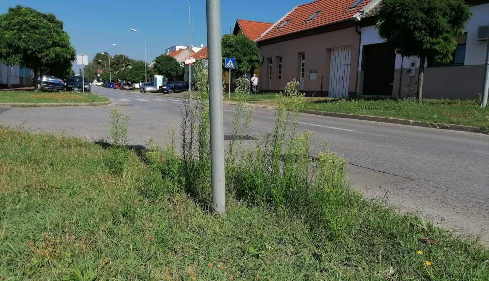 Reisnerova ulica - trava - korov kolovoz 2020.