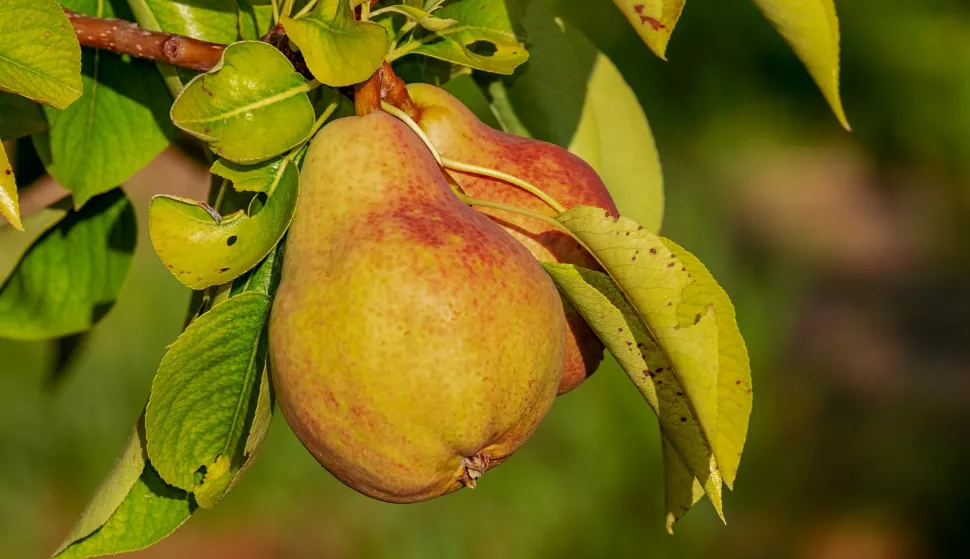 kru&scaron;ke zdravlje